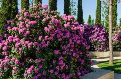 Park Rhododendron 'Roseum Elegans'>Omnia garden Outlet