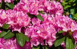 Park Rhododendron 'Roseum Elegans'><noscript><img width=