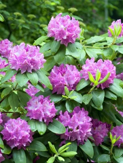 Park Rhododendron 'Roseum Elegans'><noscript><img width=