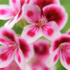 Pelargonjord Hasselfors 15L>Hasselfors Garden