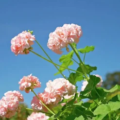 Pelargonjord Hasselfors 15L><noscript><img width=