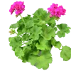 Pelargon lat. Pelargonium Calliope Landscape Mix>Mäster Grön Sale