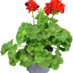 Pelargon lat. Pelargonium Calliope Landscape Mix>Mäster Grön Sale