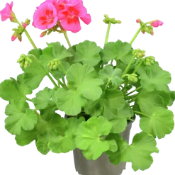 Pelargon lat. Pelargonium Calliope Landscape Mix><noscript><img width=