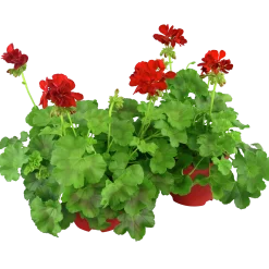 Pelargon lat. Pelargonium Calliope Landscape Mix><noscript><img width=