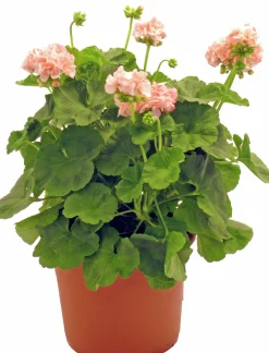 Pelargon lat. Pelargonium x hortorum Ekenbergs Utvalda Mix>Mäster Grön Sale