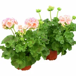 Pelargon lat. Pelargonium x hortorum 'Astrid'>Mäster Grön Outlet