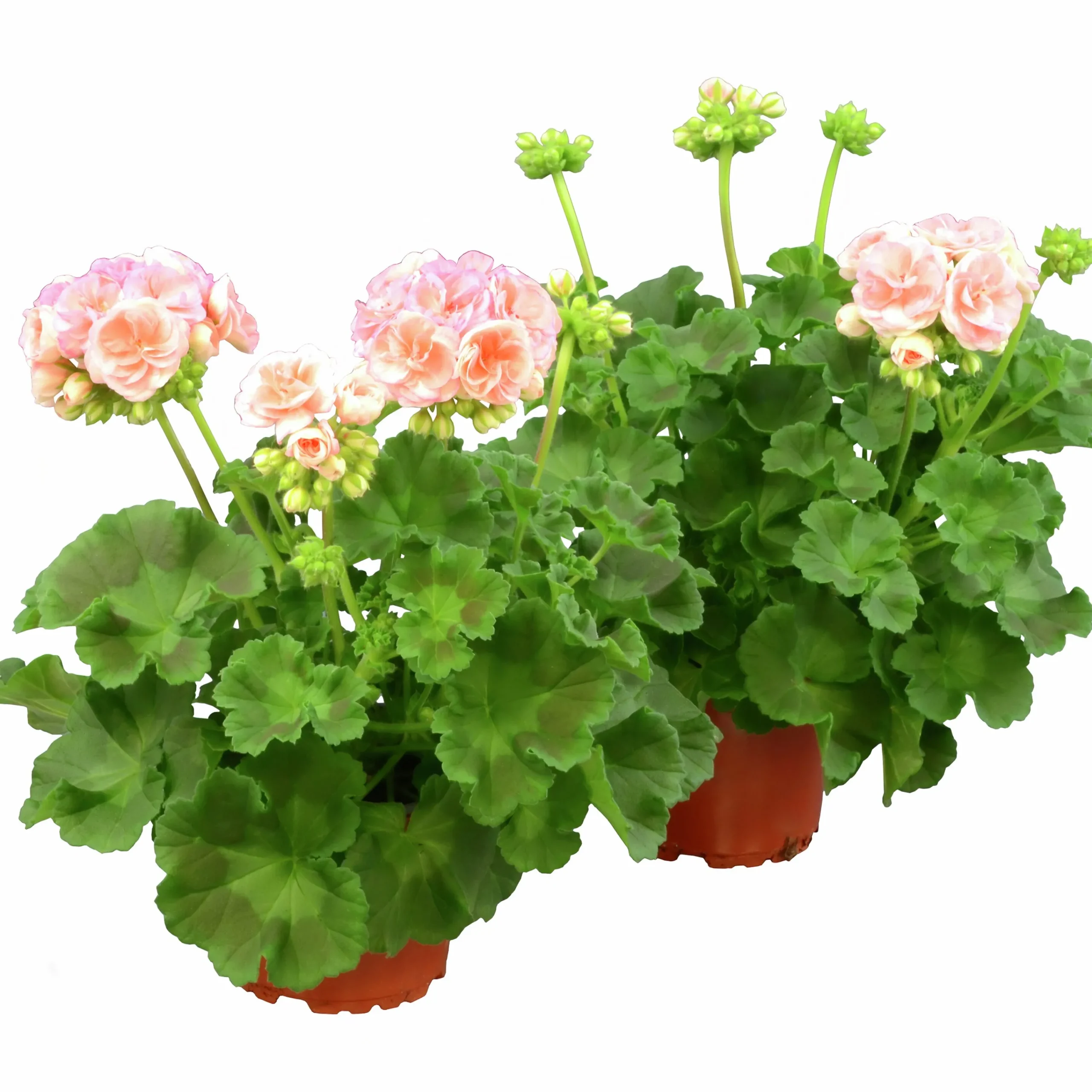 Pelargon lat. Pelargonium x hortorum 'Astrid'>Mäster Grön Outlet
