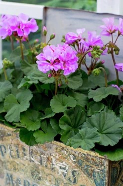 Pelargon lat. Pelargonium x hortorum Moonlight 'Violino'>Mäster Grön Online