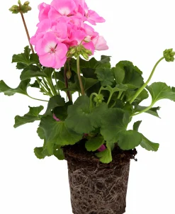 Pelargon Mix 10,5cm>Mäster Grön New
