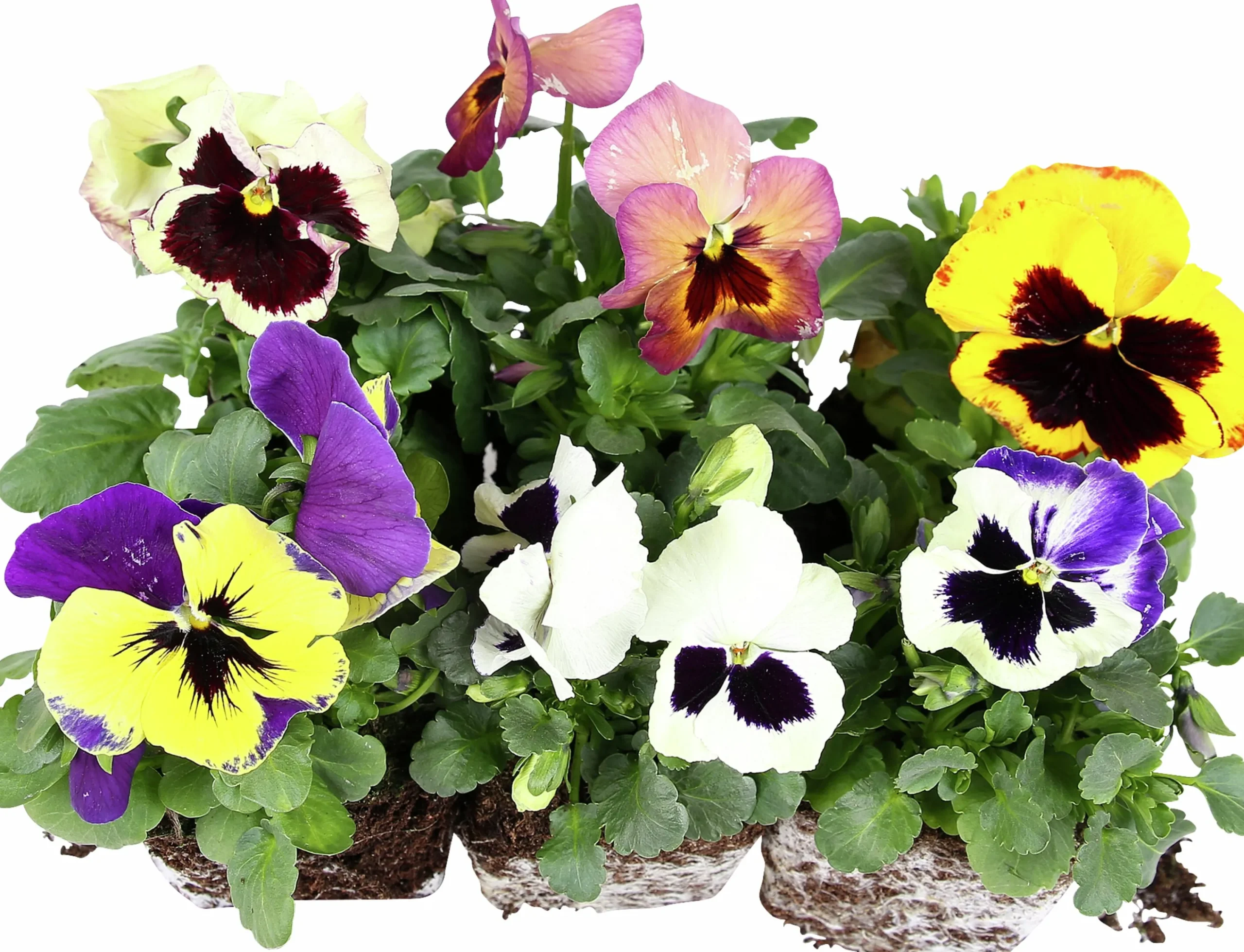 Penseer lat. Viola x wittrockiana Blandade färger 6-p>Danblumen Clearance