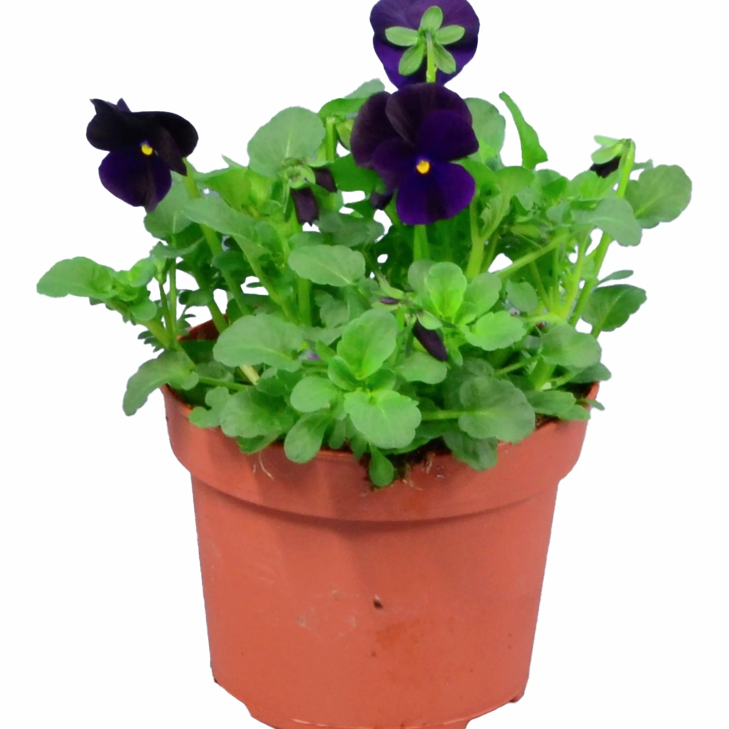 Penseé Mix Special 12cm>Danblumen Sale