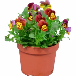 Penseé Mix Special 12cm>Danblumen Sale