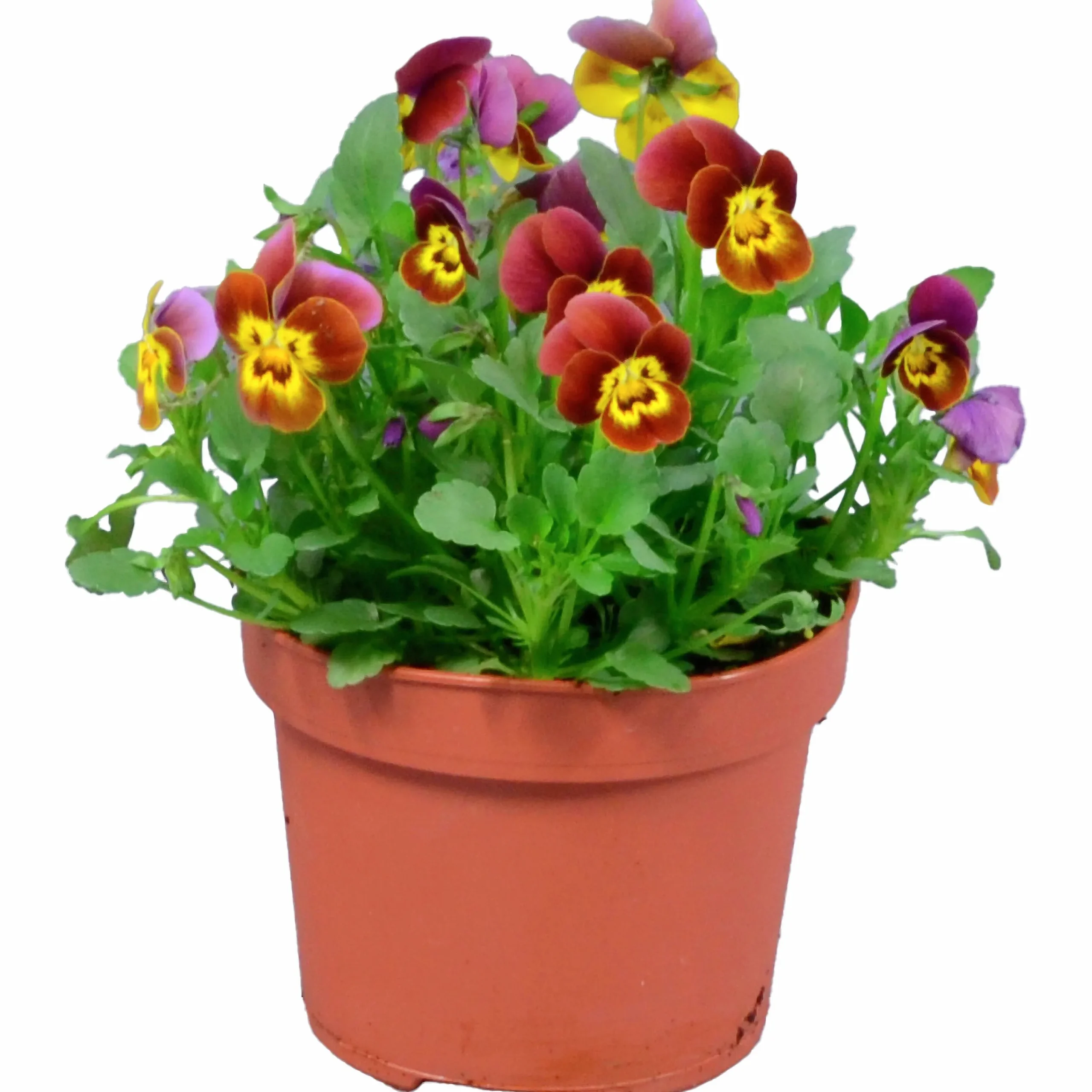 Penseé Mix Special 12cm>Danblumen Sale