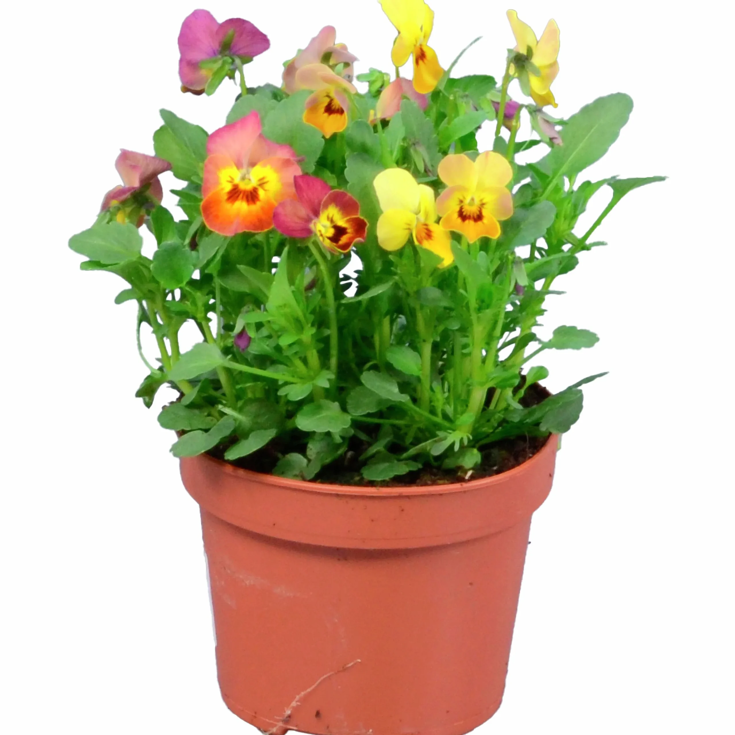 Penseé Mix Special 12cm>Danblumen Sale
