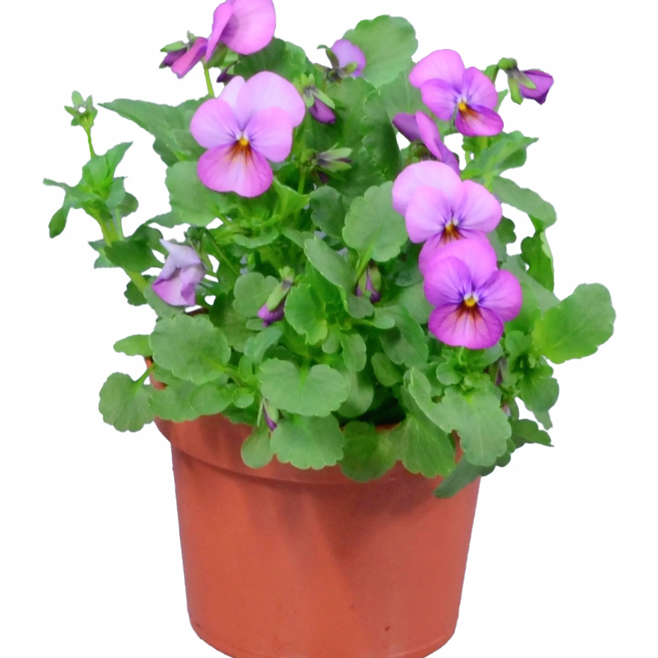Penseé Mix Special 12cm>Danblumen Sale