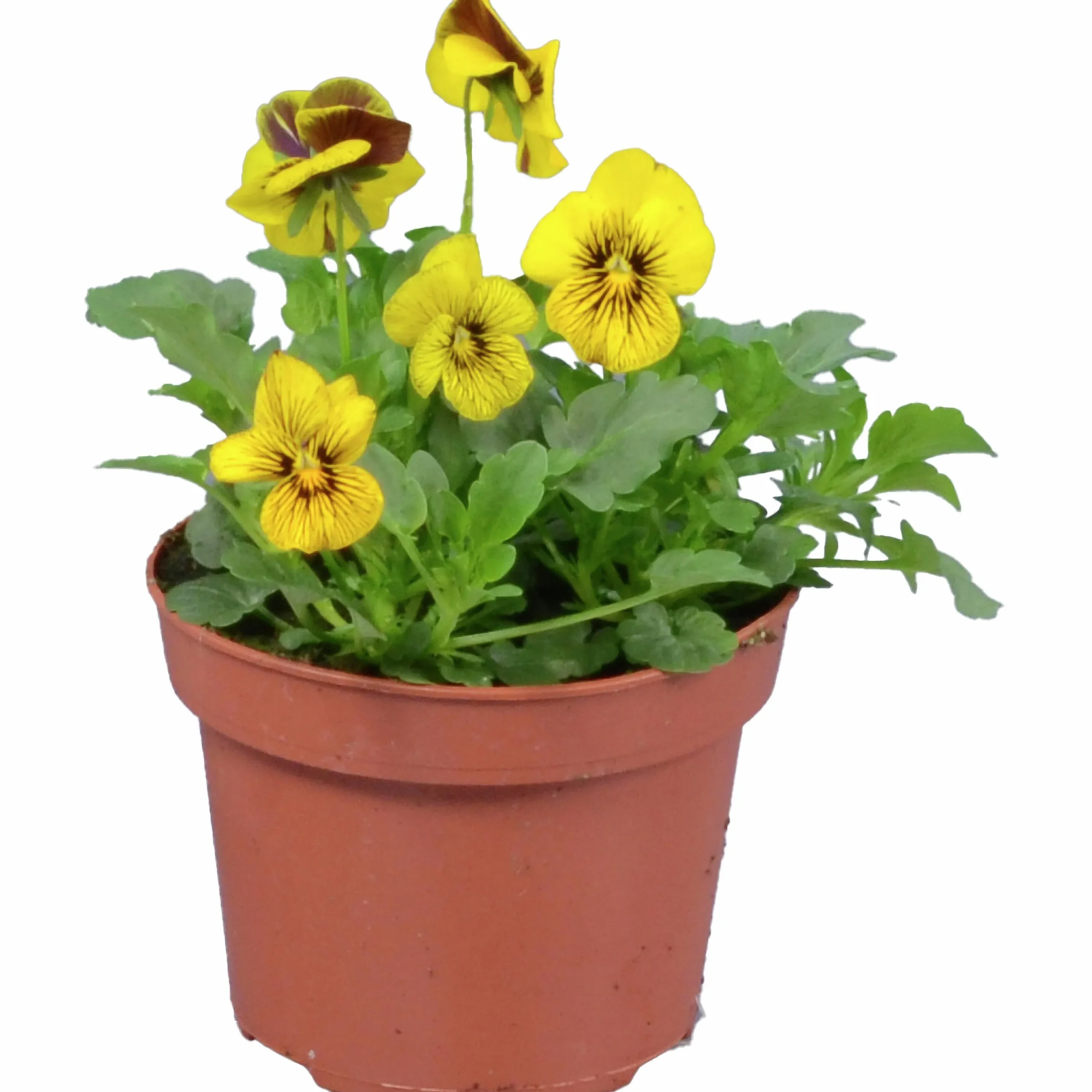 Penseé Mix Special 12cm>Danblumen Sale