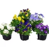 Pensé lat. Viola Tricolor Mini>Mäster Grön Outlet