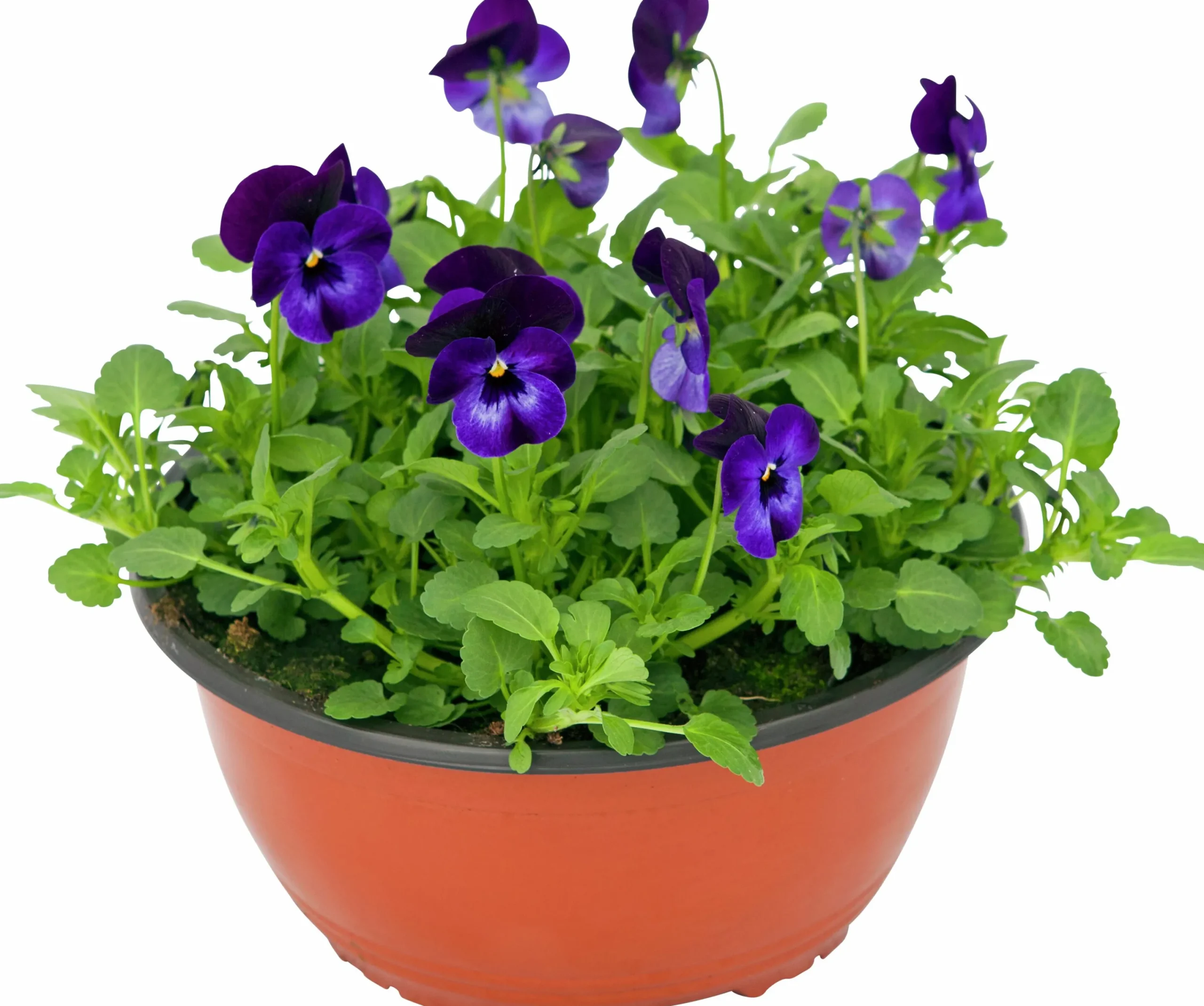 Pensé lat. Viola Tricolor Skål>Mäster Grön Clearance