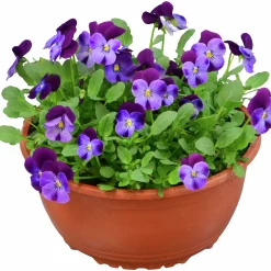 Pensé lat. Viola Tricolor Skål>Mäster Grön Clearance