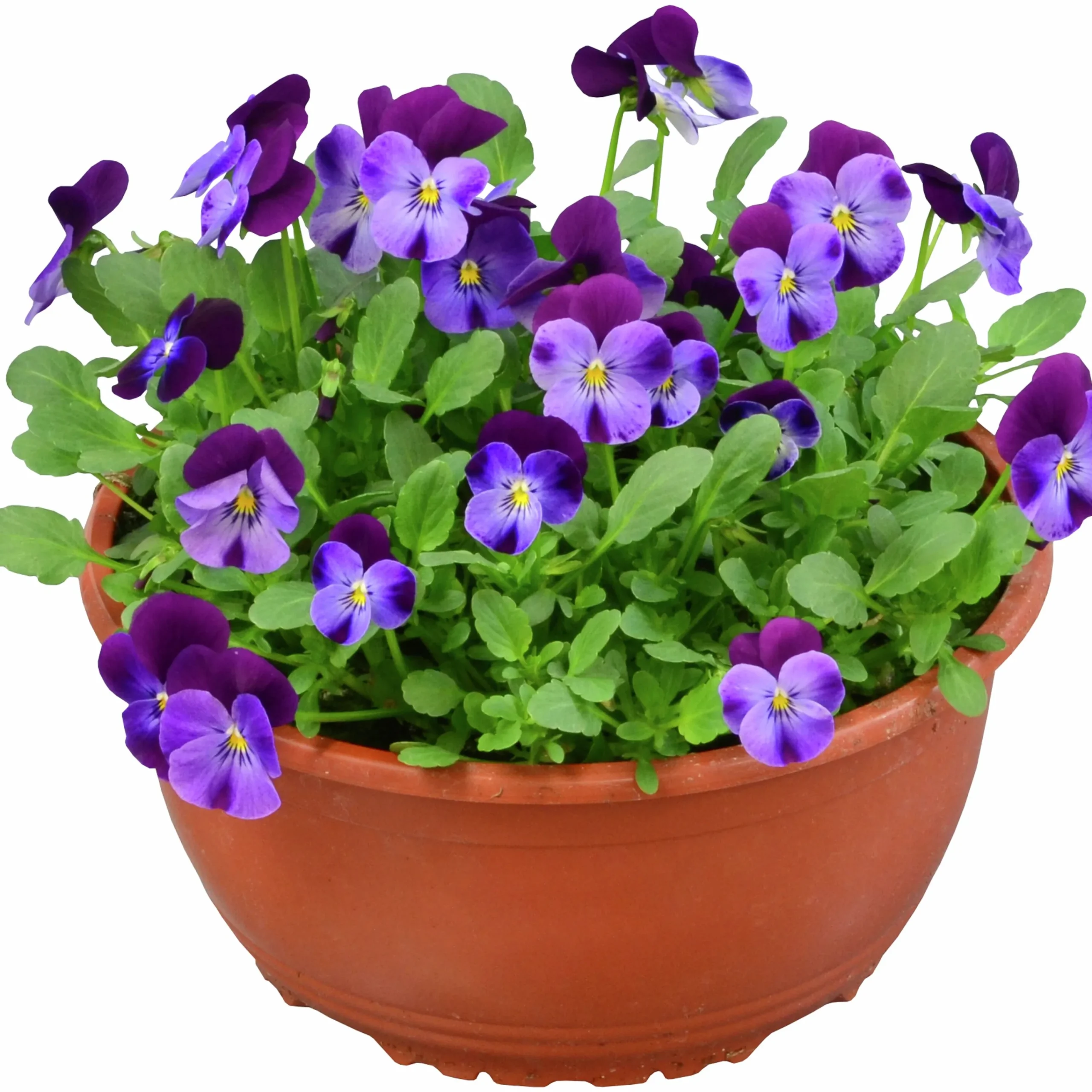 Pensé lat. Viola Tricolor Skål>Mäster Grön Clearance
