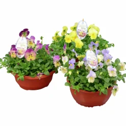 Pensé lat. Viola tricolor var. hortensis 'Cool Wave'>Mäster Grön Online