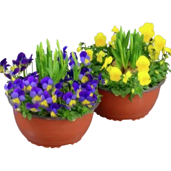 Pensé Småblommig + Påsklilja Skål>Mäster Grön Sale