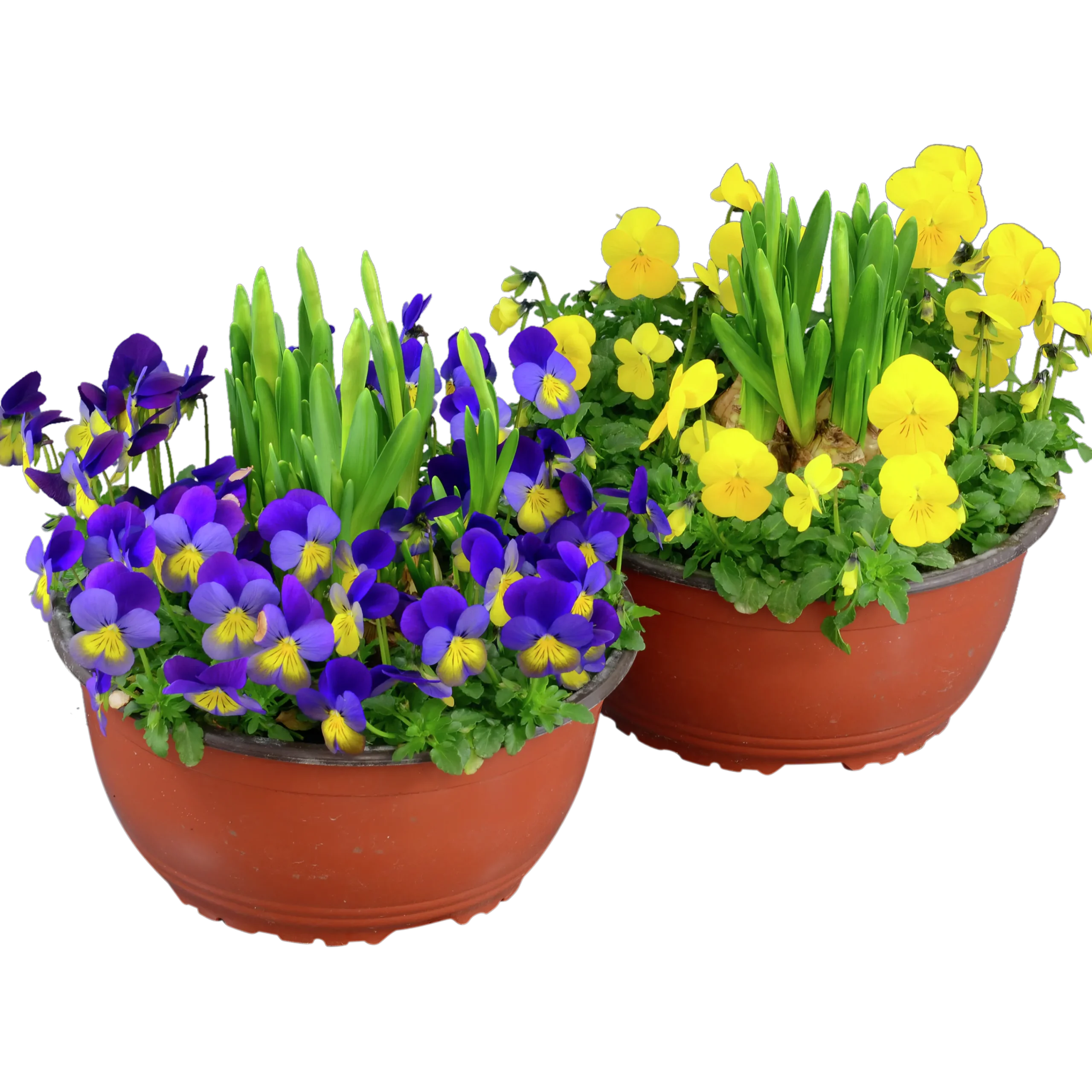 Pensé Småblommig + Påsklilja Skål>Mäster Grön Sale