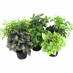 Peperomia lat. Peperomia pereskiifolia Mix>Mäster Grön Sale