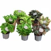 Peperomia Pilea lat. Peperomia spp. Mix>Mäster Grön Discount