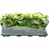 Peperomia Tingdal Mix 11cm kruka>Danblumen