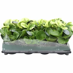Peperomia Tingdal Mix 11cm kruka>Danblumen