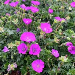 Perenner Mix i 13cm kruka>Danblumen Sale