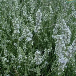 Perenner Mix i 13cm kruka><noscript><img width=