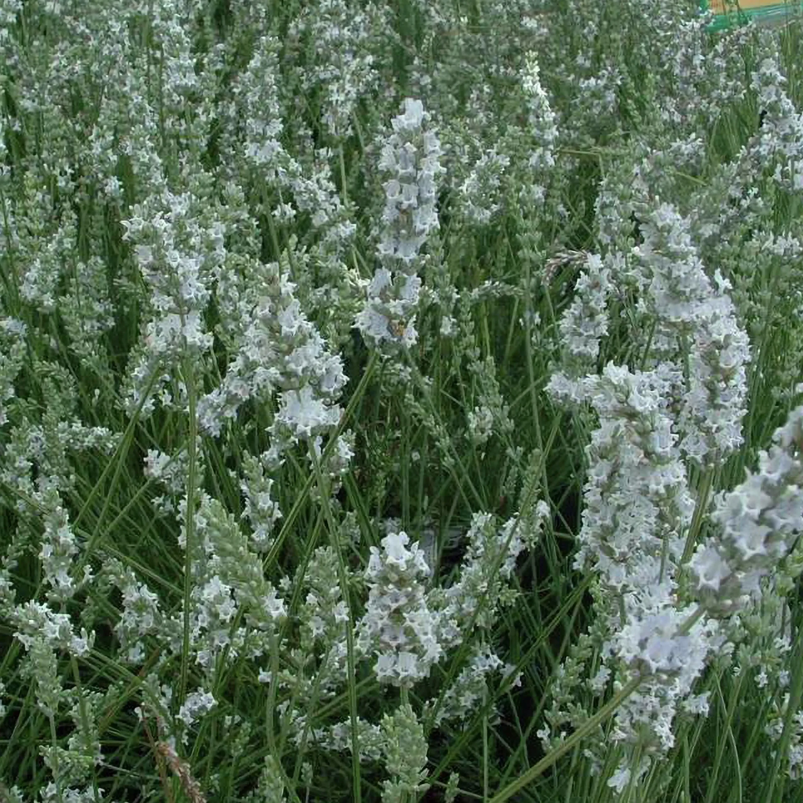Perenner Mix i 13cm kruka>Danblumen Sale