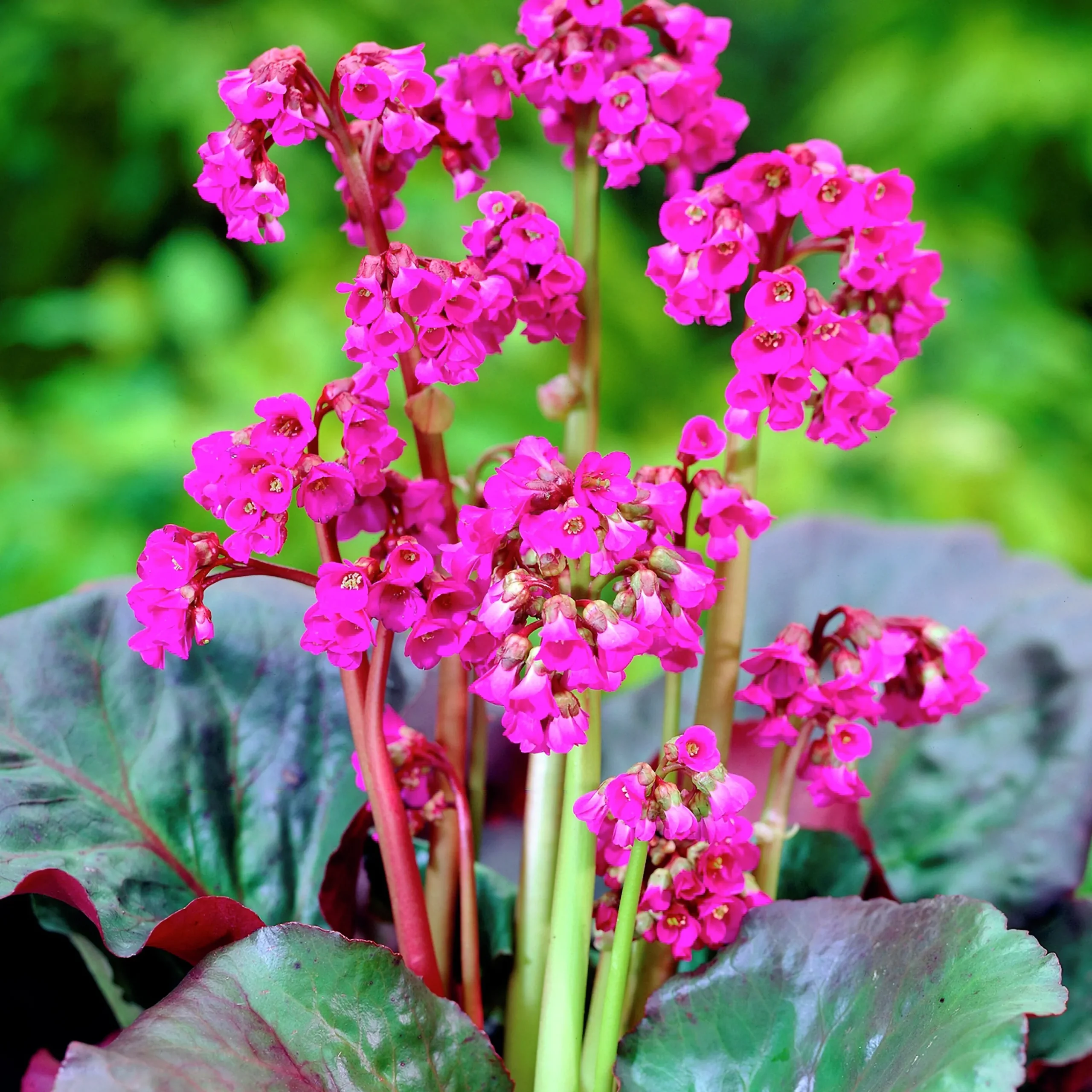 Perenner Mix i 13cm kruka>Danblumen Sale