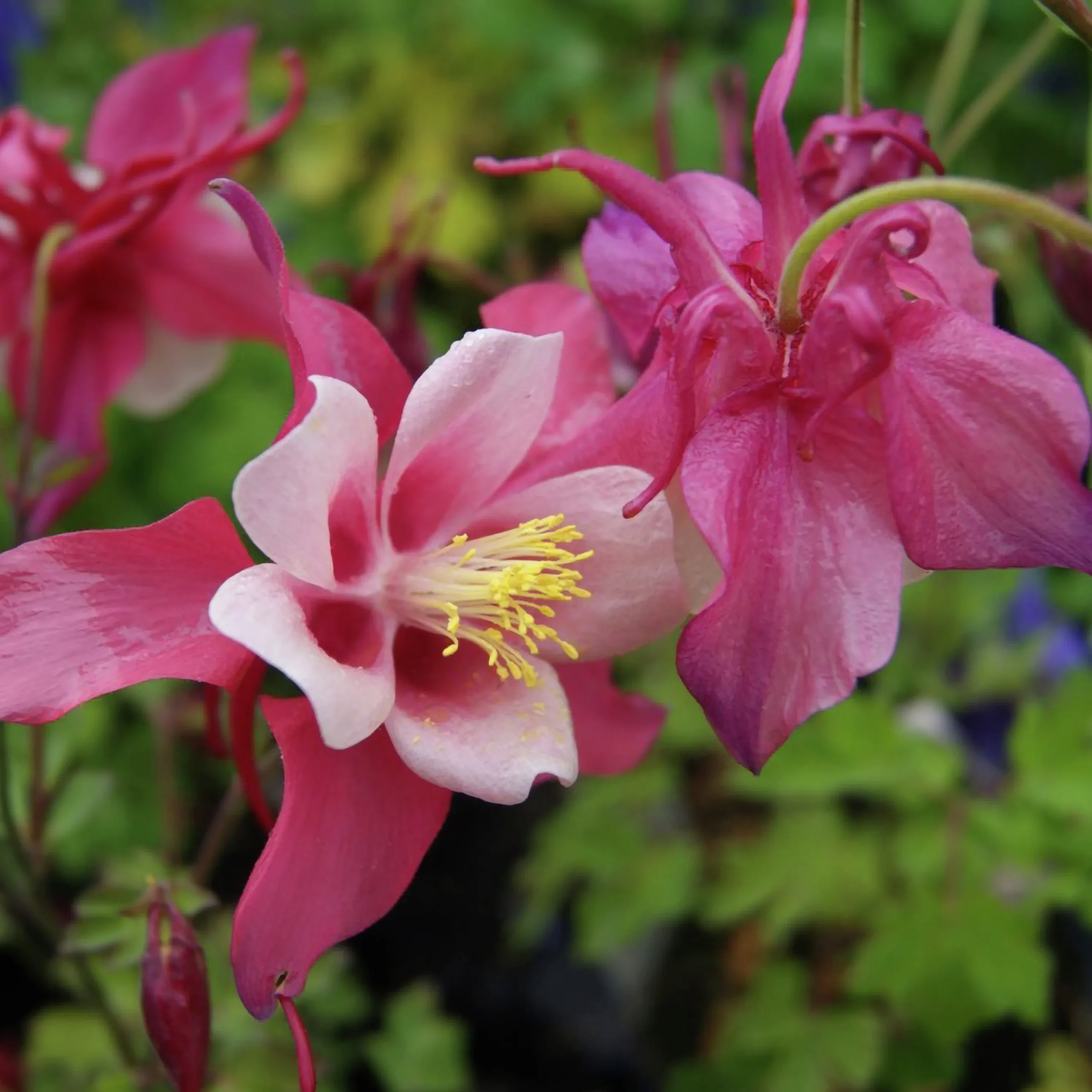 Perenner Mix i 13cm kruka>Danblumen Sale