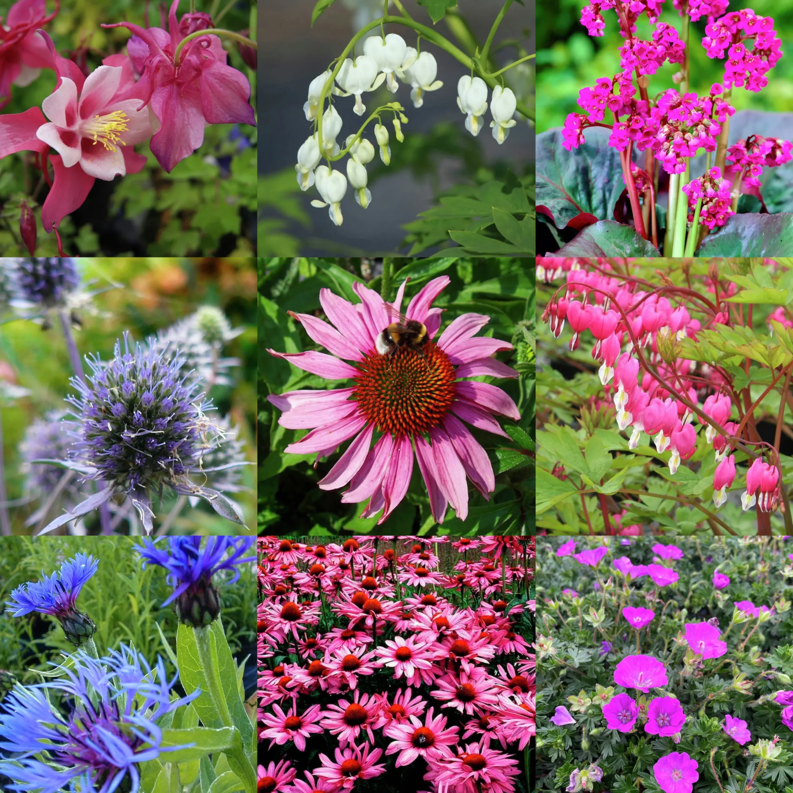 Perenner Mix i 13cm kruka>Danblumen Sale