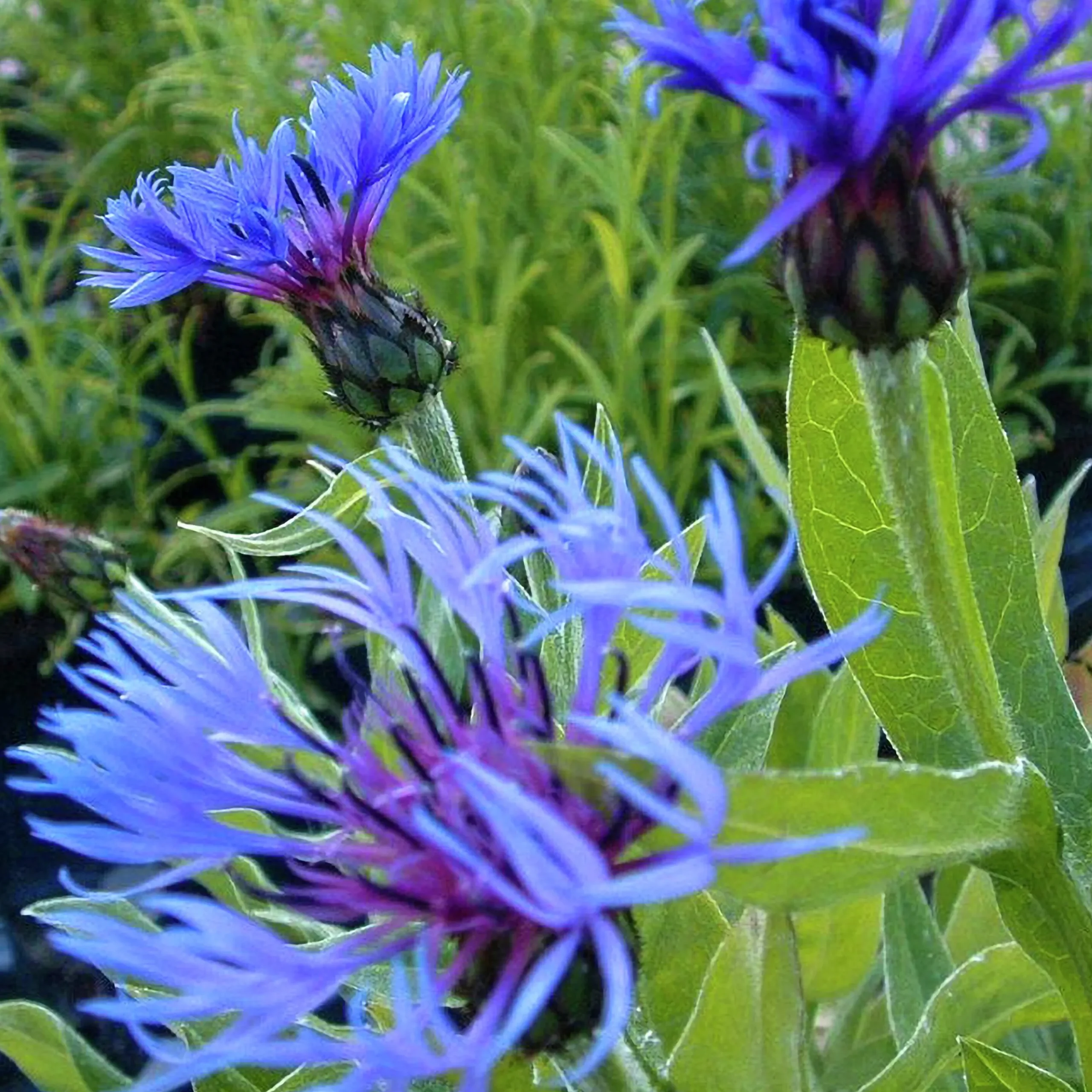 Perenner Mix i 13cm kruka>Danblumen Sale
