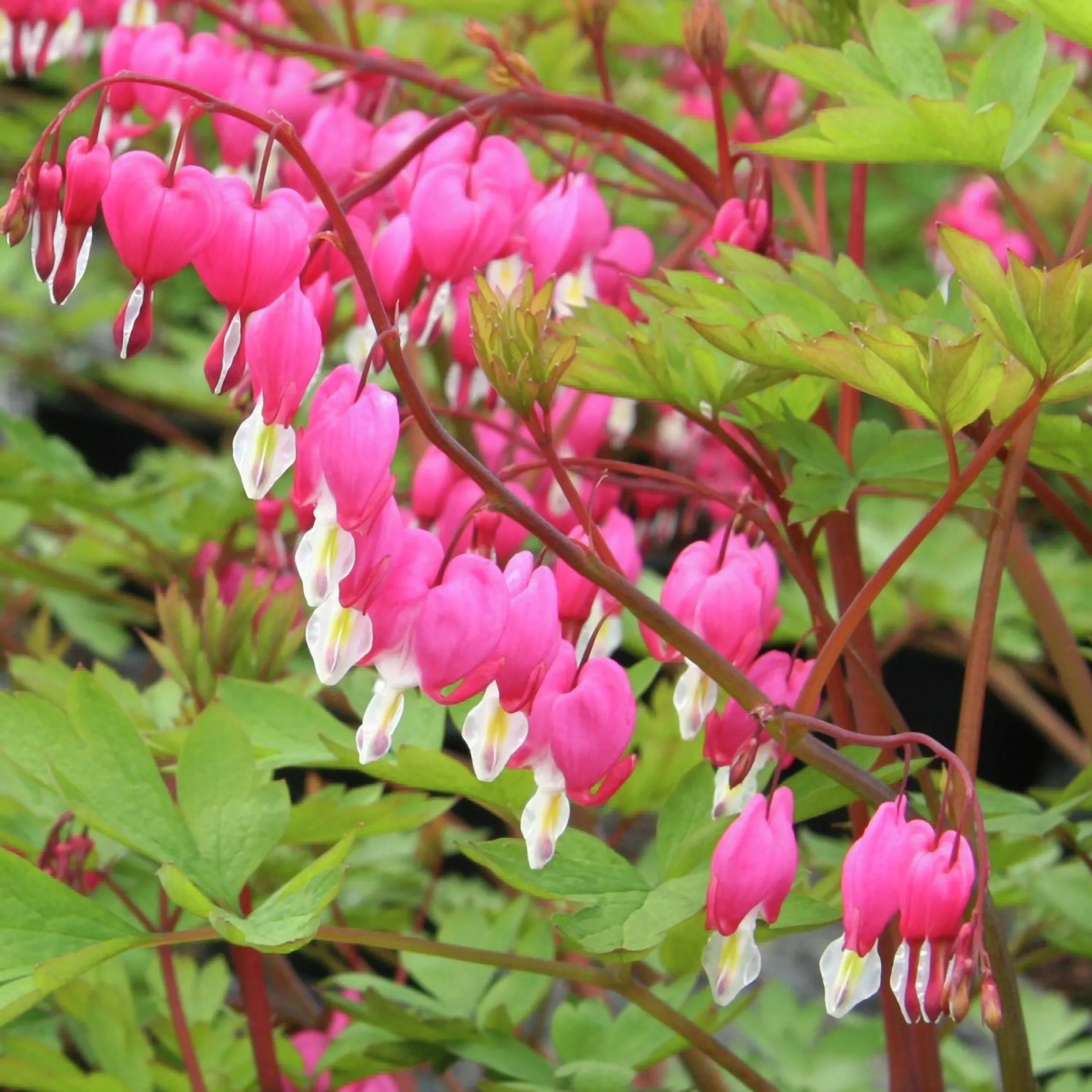 Perenner Mix i 13cm kruka>Danblumen Sale