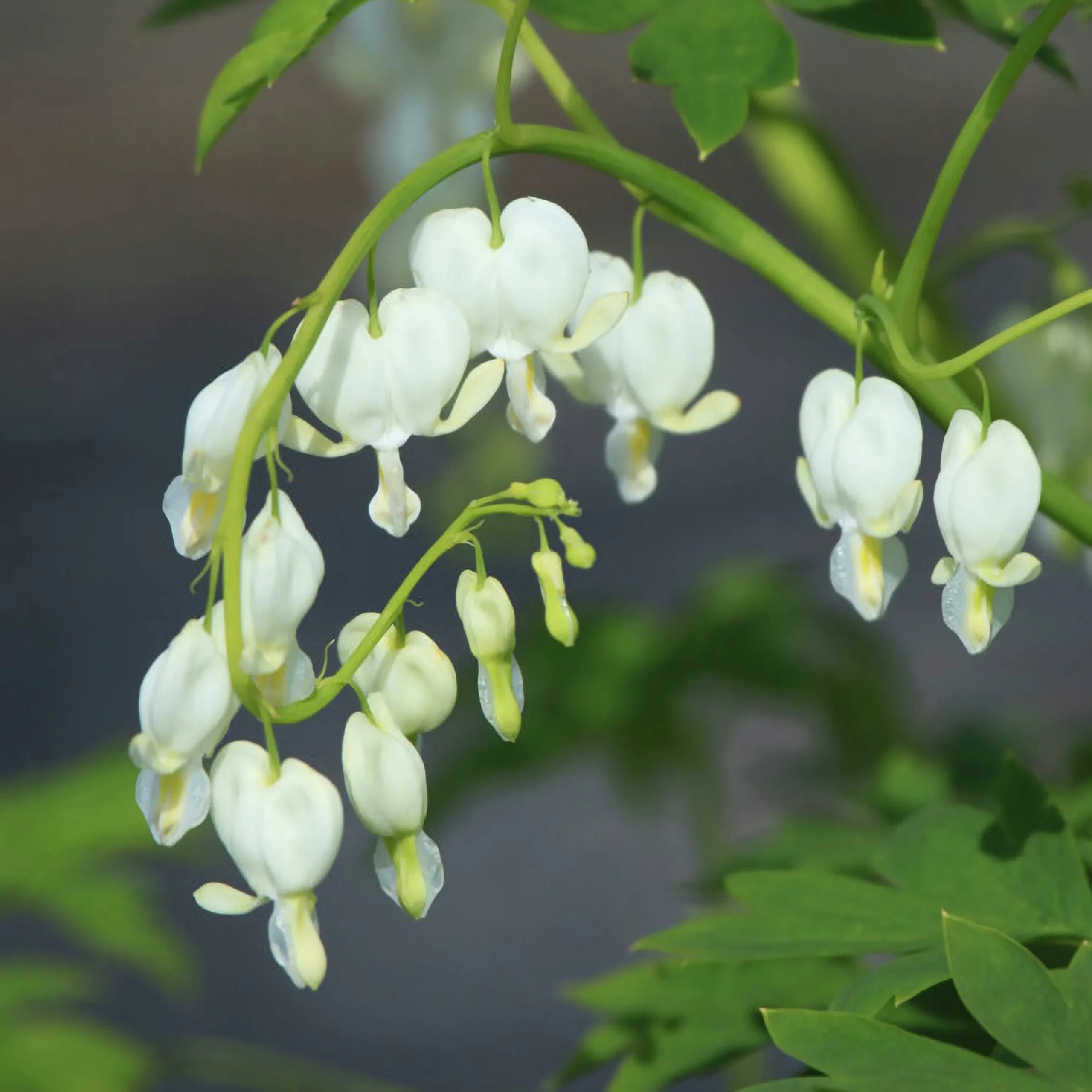 Perenner Mix i 13cm kruka>Danblumen Sale