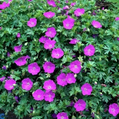 Perenner Mix i 13cm kruka><noscript><img width=