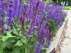 Perennpaket för Soligt läge 56st växter Val A>Omnia garden New