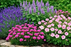 Perennpaket för Soligt läge 56st växter Val B><noscript><img width=