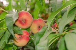 Persika 'Saturn' Krukodlad>Omnia garden Discount