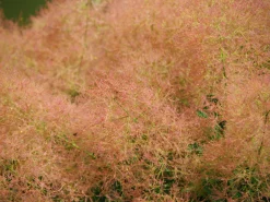 Perukbuske 'Young Lady'>Omnia garden Clearance