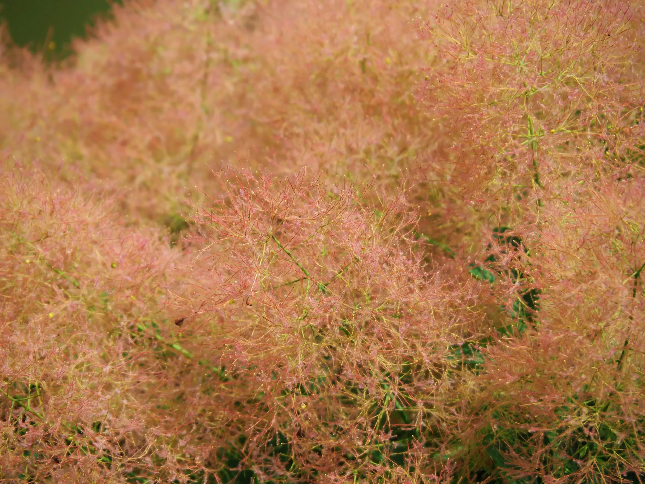 Perukbuske 'Young Lady'>Omnia garden Clearance
