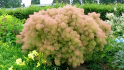 Perukbuske 'Young Lady'>Omnia garden Clearance