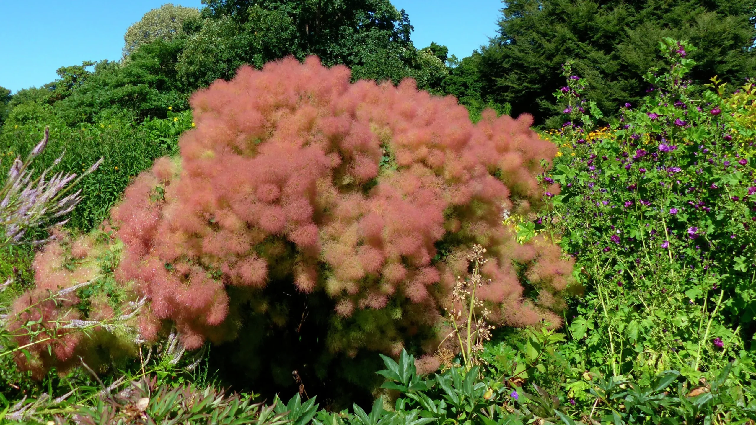 Perukbuske 'Young Lady'>Omnia garden Clearance