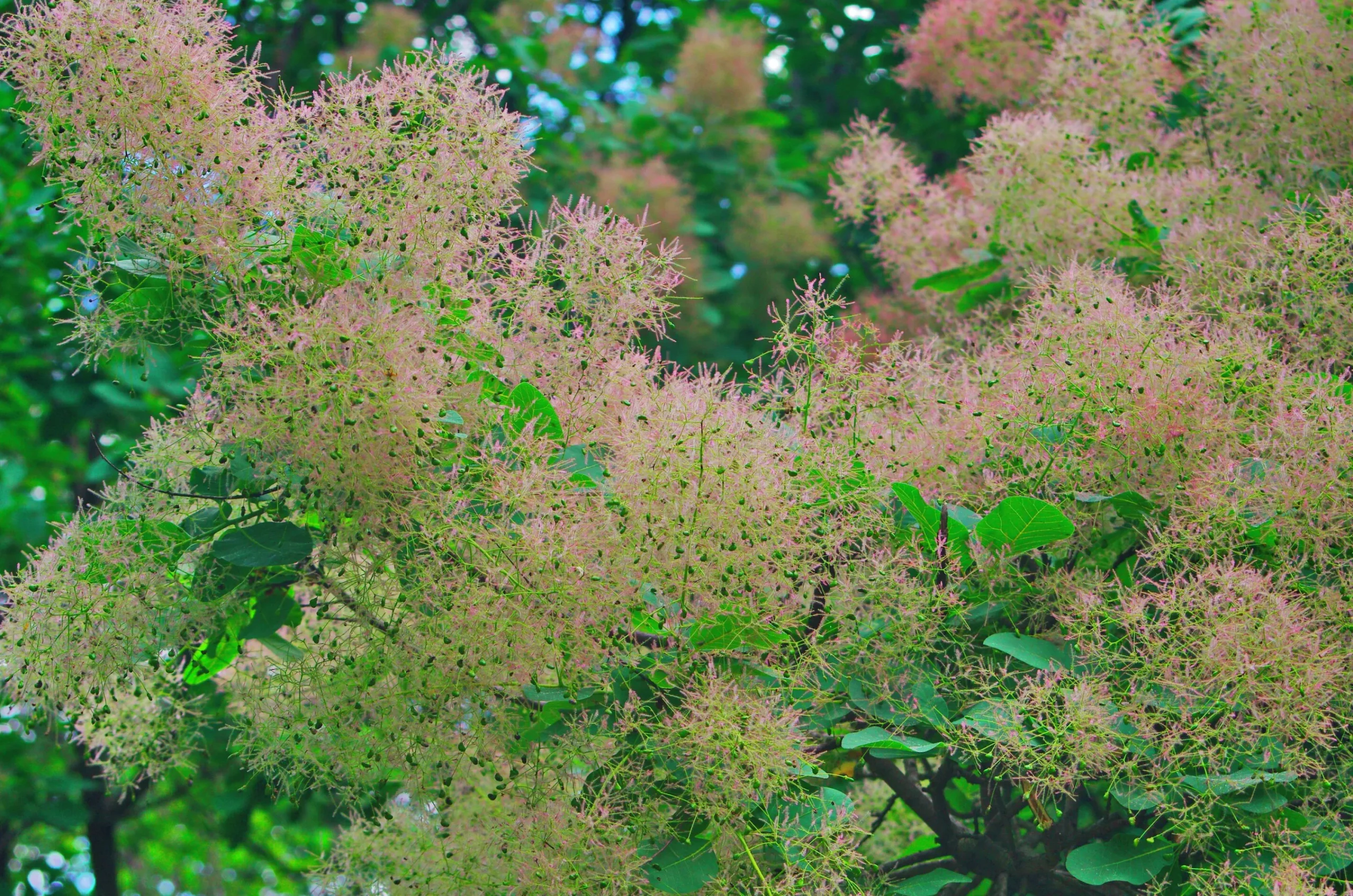 Perukbuske 'Young Lady'>Omnia garden Clearance